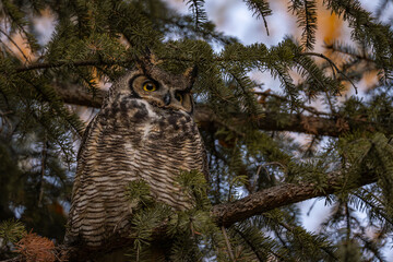 Great horned owl perched in a pine tree during the fall in sun valley, central idaho 