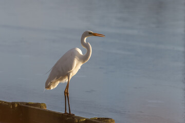 Great egret (Ardea alba) - Silberreiher