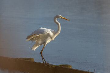 Great egret (Ardea alba) - Silberreiher