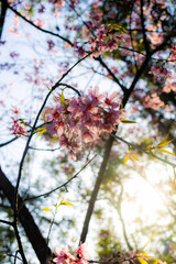 Flor de cerejeira (sakura)