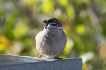 Sparrow portrait on a tree branch close up.