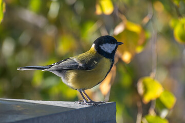 titmouse portrait on a tree branch close up.