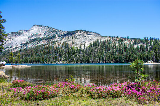 Wildflowers on shore of Tenaya Lake, Yosemite National Park, California