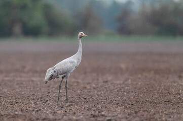 Zug der Kraniche 2026