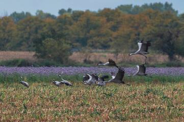 Zug der Kraniche 2026