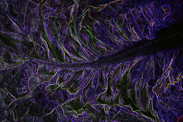 Leaf veins with neon effect