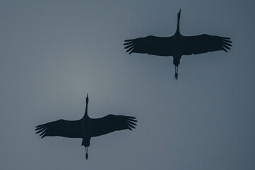 Zug der Kraniche 2026