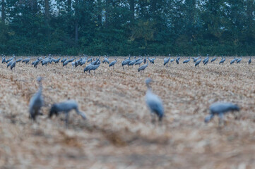 Zug der Kraniche 2026
