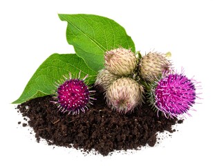 Close-up view of burdock plant blooms, green leaves, and soil