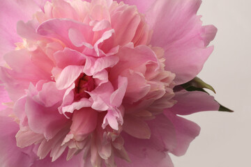 Close-up selective soft focus cream beige, pink Peony Flower bud petal. Natural art blur background.