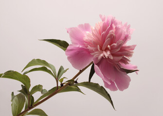 Pink cream Peony Flower bud on gray neutral. Minimalist still life. Natural art background.