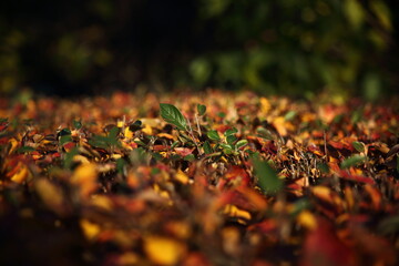 abstract background of red and green leaves