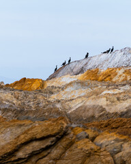 birds in a line across the top of a rock