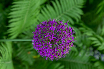Purple Allium in Bloom — The Colors of Sommer