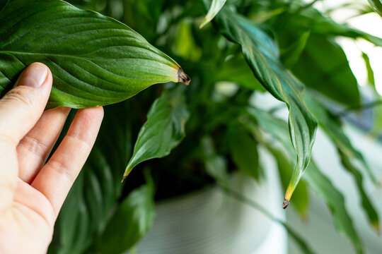 Houseplant disease. Close up of a female hand holding a green leaf of spathiphyllum plant with brown spot - Powered by Adobe