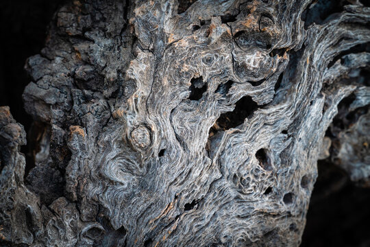 Gnarled Tree Bark Texture
