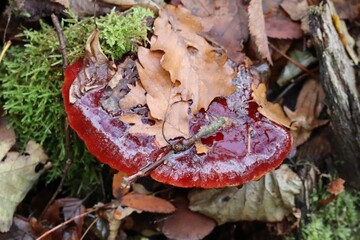 Fototapete bei efototapeten.de bestellen   