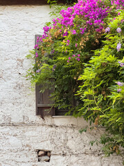 Flower-Adorned Stone Houses of Old datca , Aegean Street Beauty