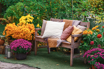 Cozy wooden bench with pillows surrounded by blooming chrysanthemums and colorful autumn foliage...