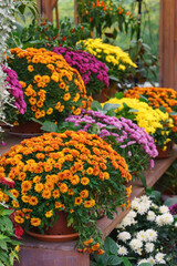 Rows of yellow, orange, pink, and white chrysanthemums blooming on wooden greenhouse shelves surrounded by lush green leaves during autumn season. Gardeing hobby, plant breeding, decorative garden