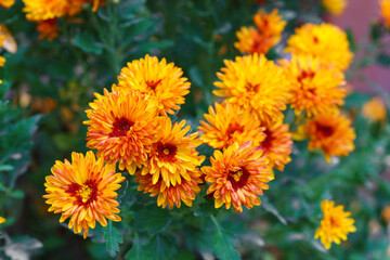 Colorful red and orange korean garden chrysanthemum flower bushes blooming in autumn garden, glowing under sunlight. Fall background, floral wallpaper