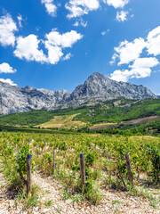 Scenic vineyard rows with wooden posts in foreground and dramatic rocky mountain range under blue sky with white clouds in Mediterranean wine region