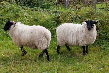 Two English sheep in a field