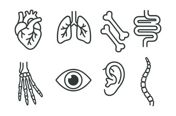 Obraz premium Line style icons of animal anatomy: heart, lungs, bones, digestive system, paw skeleton, eye, ear canal, tail bones. No text, No