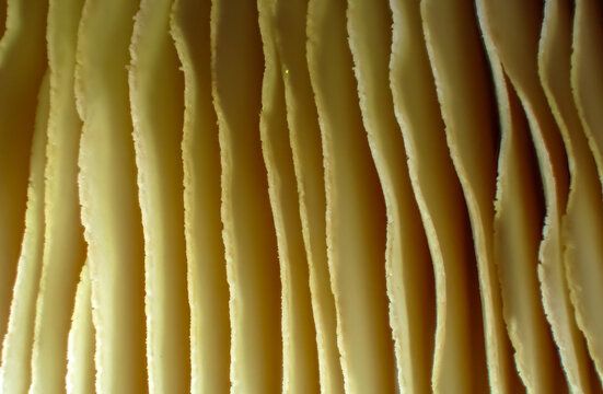 Macro of mushroom gills showing delicate parallel structure of the hymenophore, revealing natural geometry and organic texture in warm light