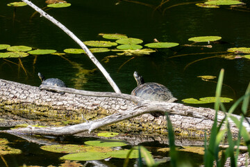 Schildkröte auf einem Baumstamm im Oberwaldsee Karlsruhe, invasive Art