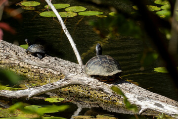 Schildkröte auf einem Baumstamm im Oberwaldsee Karlsruhe, invasive Art