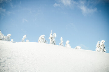 winter wonderland with snowy fir trees in the mountains