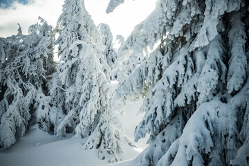 winter wonderland with snowy fir trees in the mountains