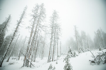 Naklejka premium winter wonderland with snowy fir trees in the mountains