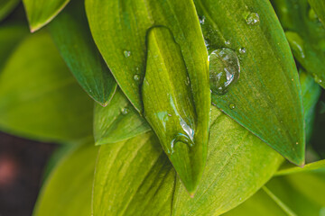 Fresh Green Leaves with Water Droplets