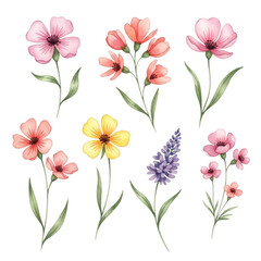 Delicate watercolor flowers collection vibrant petals artistic botanical elements for design and decor isolated on transparent background