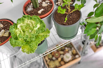 fresh salad in a bowl on a shelf 