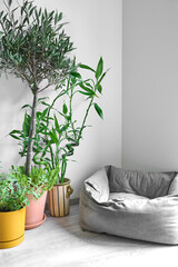 Living Room Corner with Dog Bed and Potted Plants