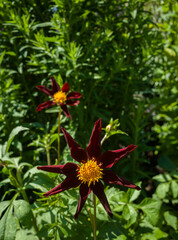 Red Dahlia