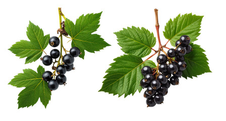 ripe black currant isolated on transparent background