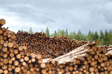 Stacked logs ready for transport at a lumber yard under a cloudy sky near a dense forest