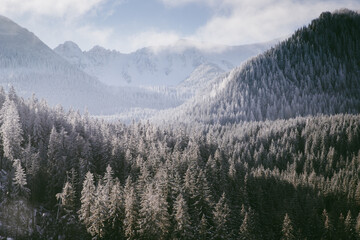 aerial view of snow covered fir trees