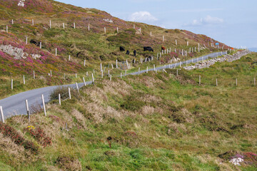Country lane in Ireland
