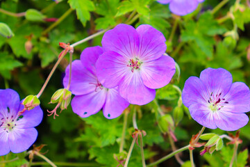 Close-up of vibrant purple wild geranium flowers in full bloom, surrounded by lush green leaves. A natural scene capturing delicate petals and soft light, symbolizing calm and renewal.