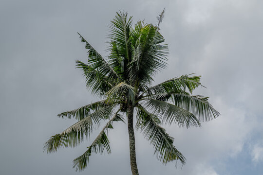 Palm tree in Ubud Bali