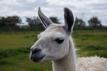 Alpaca in a farm in Yorkshire