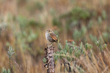 Many-striped Canastero (Asthenes flammulata) perched on vegetation in the páramo of Cayambe-Coca National Park, Ecuador.