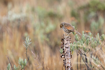 Many-striped Canastero (Asthenes flammulata) perched on vegetation in the páramo of Cayambe-Coca National Park, Ecuador.