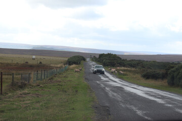 Small car driving down country lane in North Yorkshire with fields each side