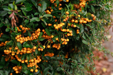 Close-up of yellow firethorn (Pyracantha coccinea) berries on a bush with green leaves. Concept for autumn nature, gardening, and bright seasonal colors. Copy space available.